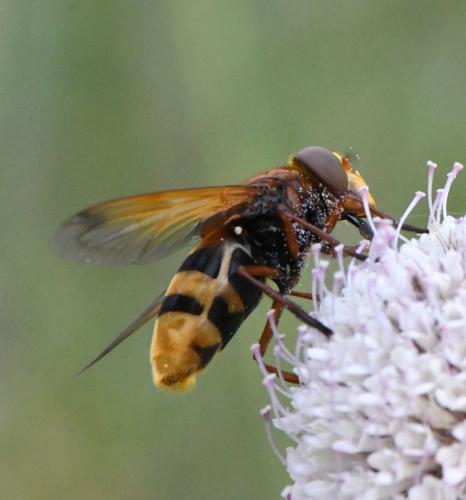 Réf. 233 121 : Volucella zonaria